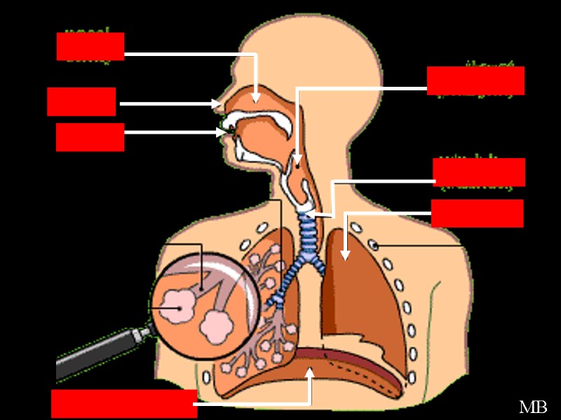 Respiratory Overview Picture MB